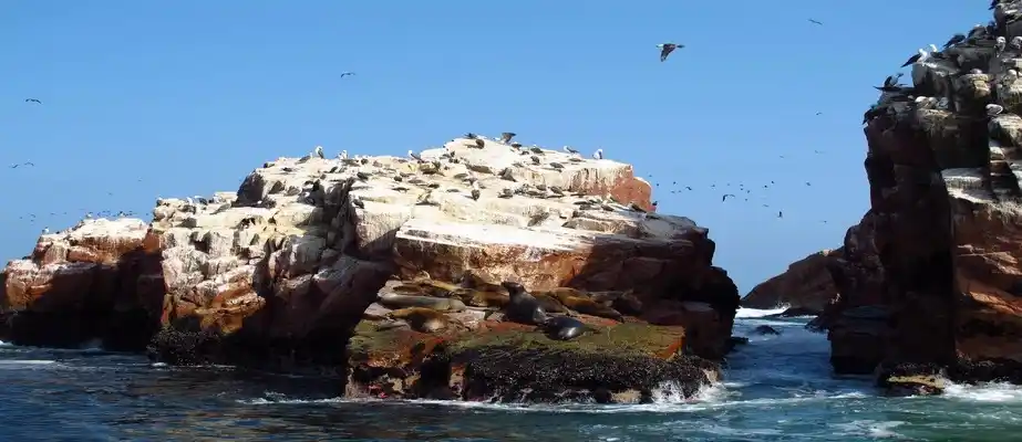 Islas Ballestas - Paracas