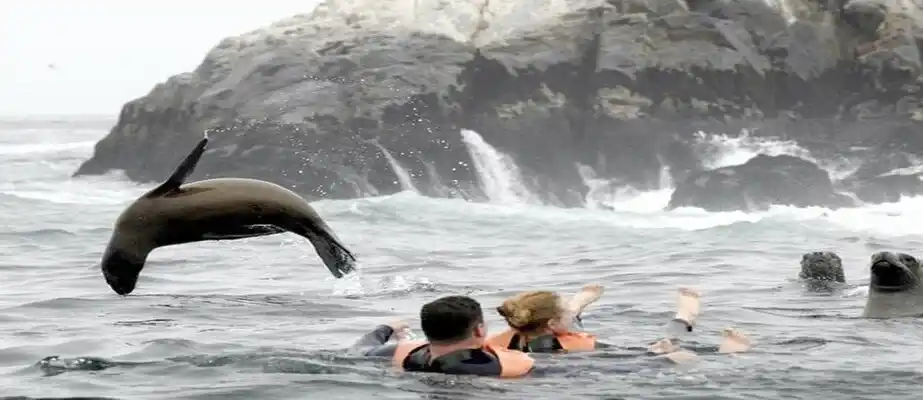 Tour de las Islas Palomino - Callao
